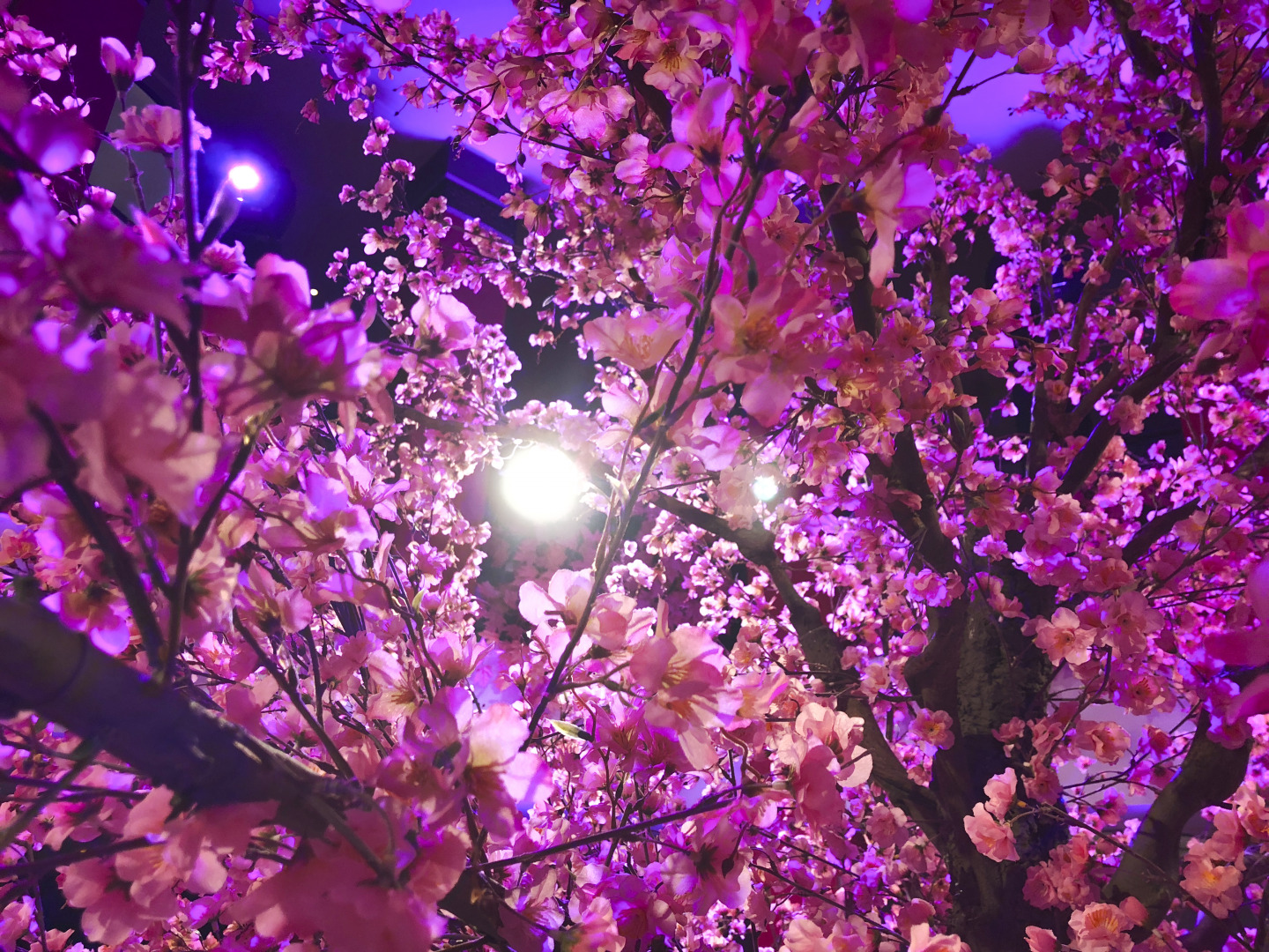 Premiere "Anastasia"